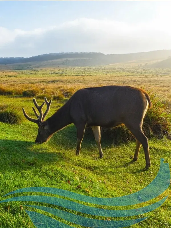 Horton Plains National Park